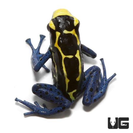 Bakhuis Dart Frogs For Sale - Underground Reptiles