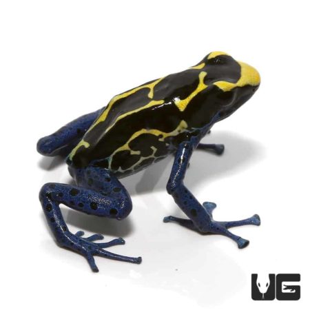 Bakhuis Dart Frogs For Sale - Underground Reptiles