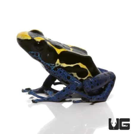 Bakhuis Dart Frogs For Sale - Underground Reptiles