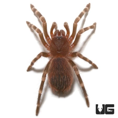 Brazilian Giant Black And White Tarantula (Acanthoscurria theraphosides) For Sale - Underground Reptiles