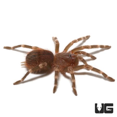 Brazilian Giant Black And White Tarantula (Acanthoscurria theraphosides) For Sale - Underground Reptiles