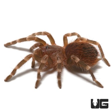 Brazilian Giant Black And White Tarantula (Acanthoscurria theraphosides) For Sale - Underground Reptiles