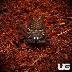 Central American Tailless Whip Scorpions For Sale - Underground Reptiles