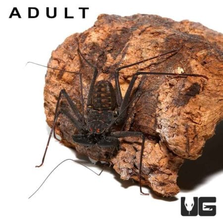 Central American Tailless Whip Scorpions (Damon variegatus) For Sale