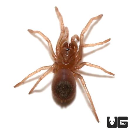 Colombian Purple And Gold Tarantula (Pseudhapalopus sp purple and gold) For Sale - Underground Reptiles