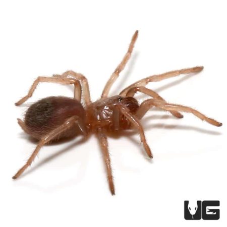 Colombian Purple And Gold Tarantula (Pseudhapalopus sp purple and gold) For Sale - Underground Reptiles