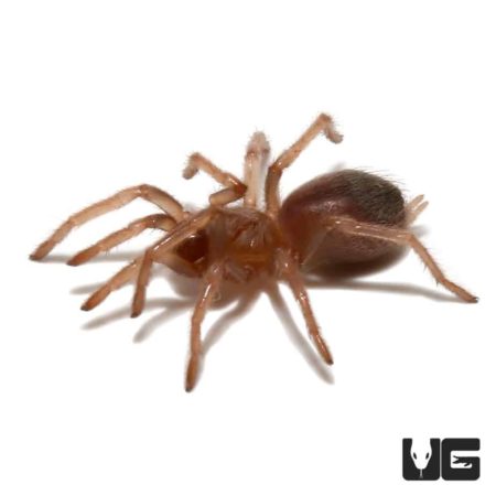 Colombian Purple And Gold Tarantula (Pseudhapalopus sp purple and gold) For Sale - Underground Reptiles