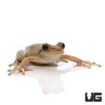 Copper Green Cuban Tree Frogs For Sale - Underground Reptiles