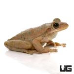 Copper Green Cuban Tree Frogs For Sale - Underground Reptiles