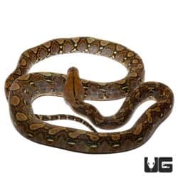 Baby Reticulated Python for sale - Underground Reptiles