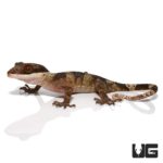 Giant Bent Toed Geckos For Sale - Underground Reptiles