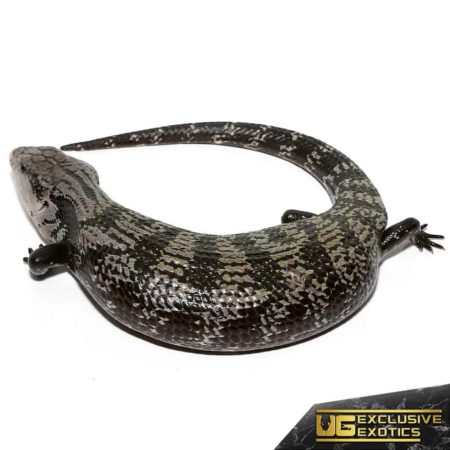Female Axanthic Halmahera Blue Tongue Skink for sale - Underground Reptiles