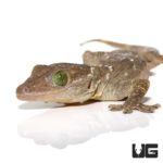 Green Eyed Geckos For Sale - Underground Reptiles
