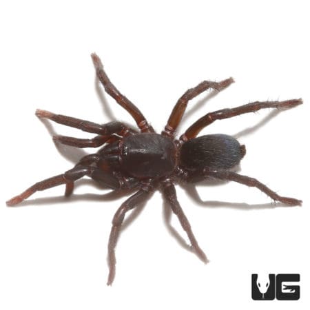Indian Blue Dwarf Tarantula (Sahydroaraneus raja) For Sale - Underground Reptiles