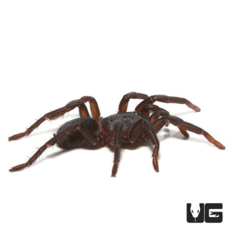 Indian Blue Dwarf Tarantula (Sahydroaraneus raja) For Sale - Underground Reptiles