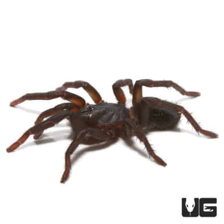 Indian Blue Dwarf Tarantula (Sahydroaraneus raja) For Sale - Underground Reptiles
