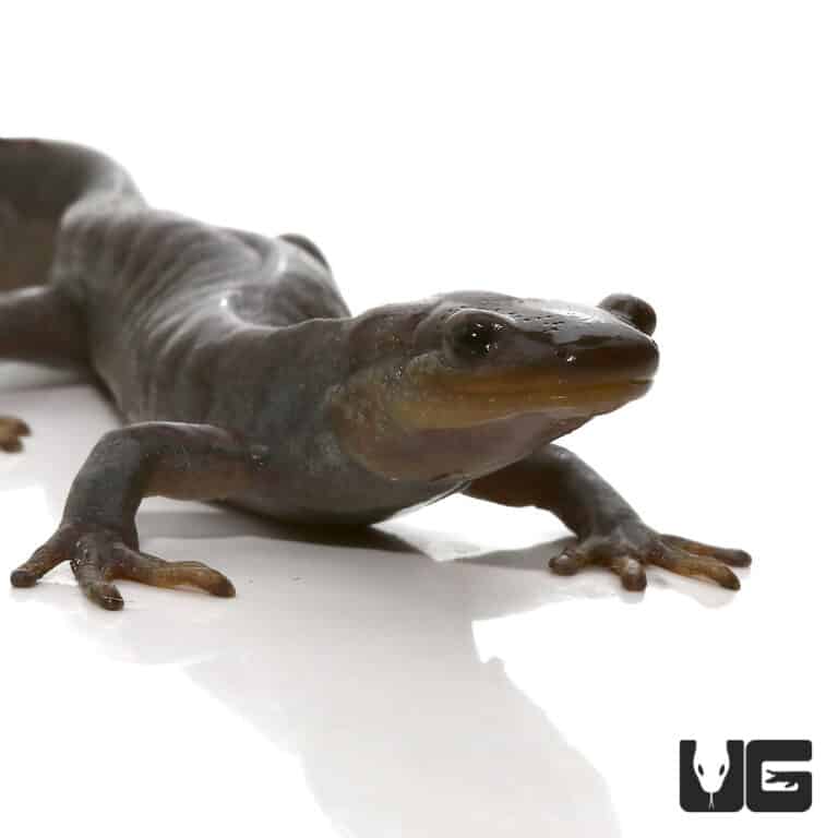 Jefferson Salamander For Sale Underground Reptiles