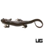 Jefferson Salamander For Sale - Underground Reptiles