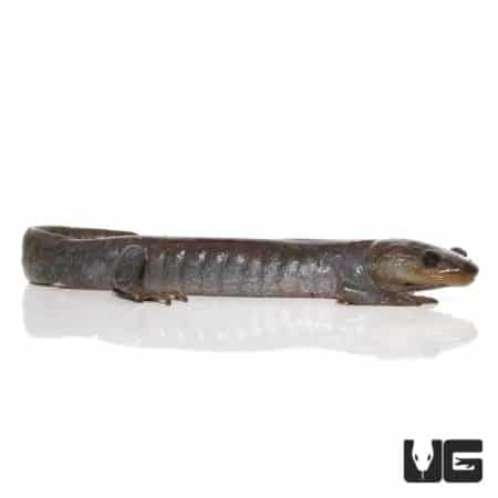 Jefferson Salamander For Sale - Underground Reptiles