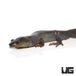 Jefferson Salamander For Sale - Underground Reptiles