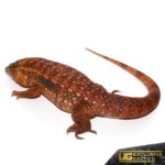 Juvenile Argentine Red Tegus For Sale - Underground Reptiles