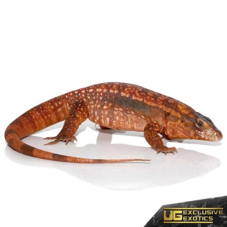 Juvenile Argentine Red Tegus For Sale - Underground Reptiles