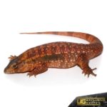 Juvenile Argentine Red Tegus For Sale - Underground Reptiles