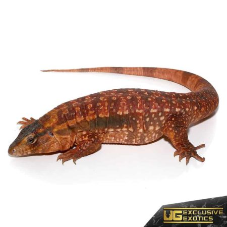 Juvenile Argentine Red Tegus For Sale - Underground Reptiles