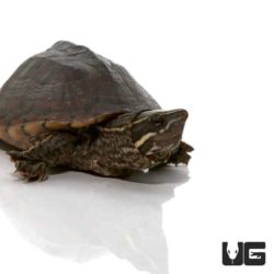 Juvenile Stinkpot Musk Turtles For Sale - Underground Reptiles