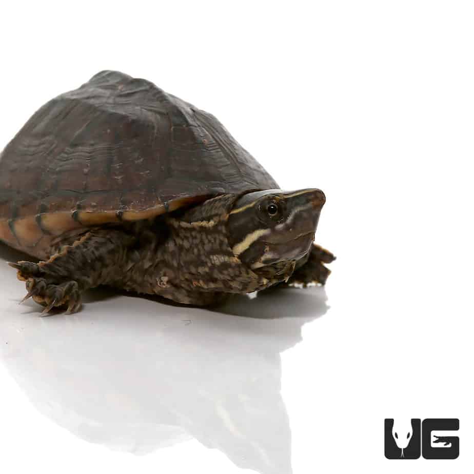 Juvenile Stinkpot Musk Turtles (Sternotherus odoratus) For Sale ...