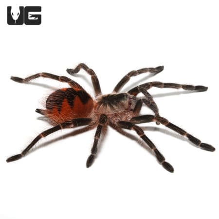 Mascara Giant Birdeater Tarantulas (Pamphobeteus sp Mascara) For Sale - Underground Reptiles