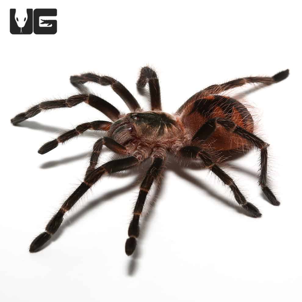 Mascara Giant Birdeater Tarantulas (Pamphobeteus sp Mascara) For Sale