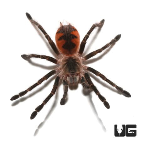Mascara Giant Birdeater Tarantulas (Pamphobeteus sp Mascara) For Sale - Underground Reptiles