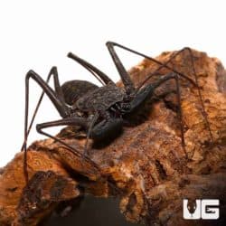 Mexican Tailless Whip Scorpion - Underground Reptiles