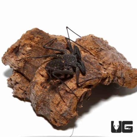 Mexican Tailless Whip Scorpion - Underground Reptiles