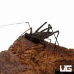 Mexican Tailless Whip Scorpion - Underground Reptiles