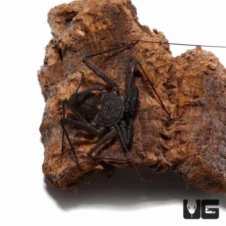 Mexican Tailless Whip Scorpion - Underground Reptiles