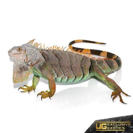 rare iguana for sale - undergroundreptiles.com