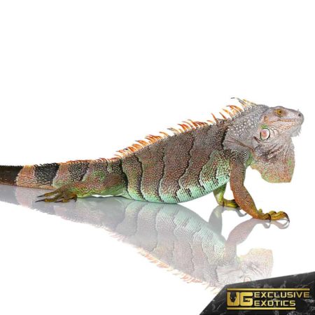 rare iguana for sale - undergroundreptiles.com