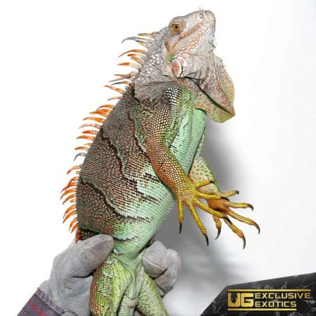 rare iguana for sale - undergroundreptiles.com