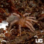 Panamanian Gold Banded Sunburst Dwarf Tarantula For Sale - Underground Reptiles