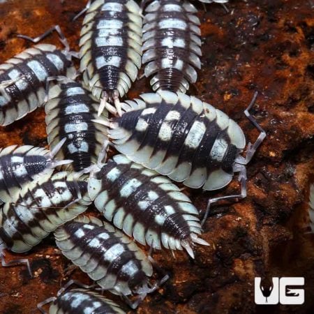 Porcellio Expansus Isopods For Sale - Underground Reptiles