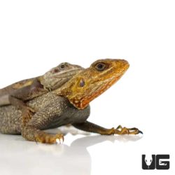 Red Headed Agamas For Sale - Underground Reptiles