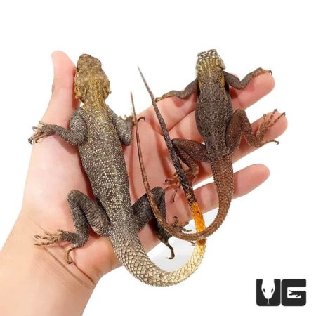 Red Headed Agamas For Sale - Underground Reptiles