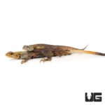 Red Headed Agamas For Sale - Underground Reptiles