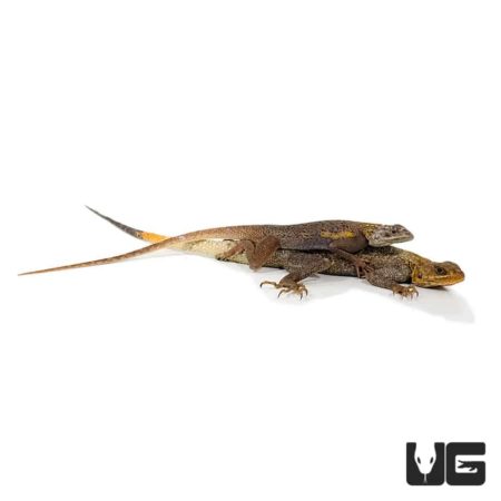 Red Headed Agamas For Sale - Underground Reptiles