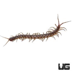 Solomon Island Centipedes For Sale - Underground Reptiles
