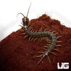 Solomon Island Centipede for sale - Underground Reptiles