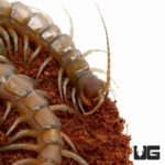 Solomon Island Centipede for sale - underground reptiles