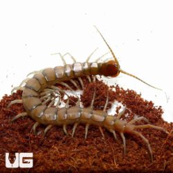 Solomon Island Centipede for sale - underground reptiles